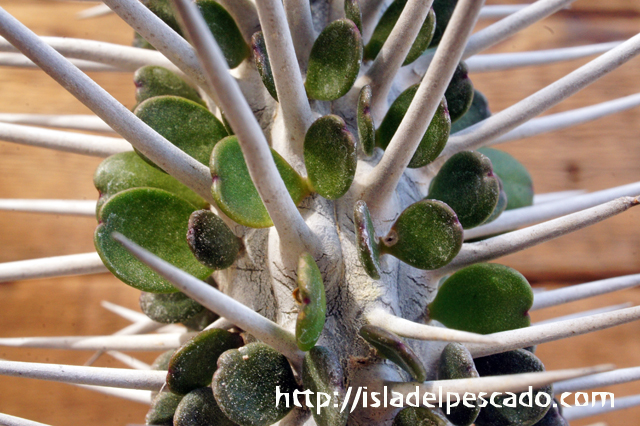 ★多肉植物★サボテン★Alluaudia montagnacii・純白豪太棘選抜品B【アローディア・モンタグナッキー】・3.5号・極美・希少種 ☆多肉植物☆サボテン☆Alluaudia montagnacii ・純白太刺品・アロー