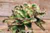 Aloe castilloniae アロエ・カスティロニアエ image_3