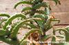 Aloe castilloniae アロエ・カスティロニアエ image_4