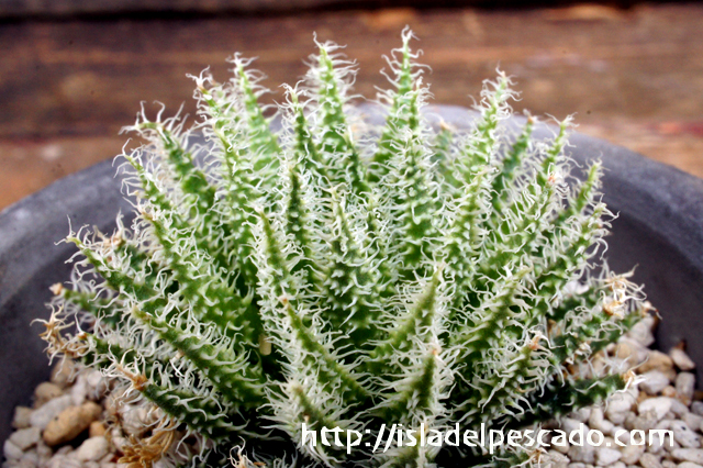 isla del pescado - Aloe haworthioides-アロエ・ハオルチオイデス