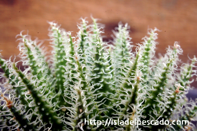 isla del pescado - Aloe haworthioides-アロエ・ハオルチオイデス