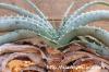 Aloe suprafoliata アロエ・スプラフォリアータ image_1