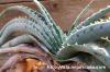 Aloe suprafoliata アロエ・スプラフォリアータ image_3