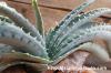Aloe suprafoliata アロエ・スプラフォリアータ image_4