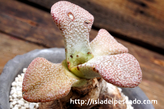 多肉植物　マイナーメセン　アロイノプシス　Aloinopsis  多肉植物 seアロイノプシス ビレッティ（天女舞） 多肉