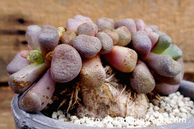 isla del pescado - Aloinopsis schooneesii-唐扇