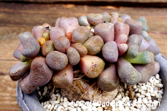 isla del pescado - Aloinopsis schooneesii-唐扇