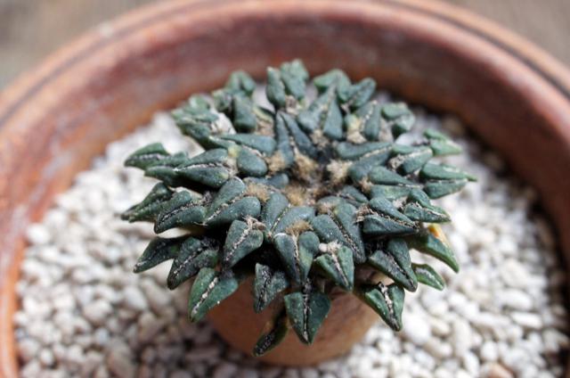 isla del pescado - Ariocarpus kotschoubeyanus var