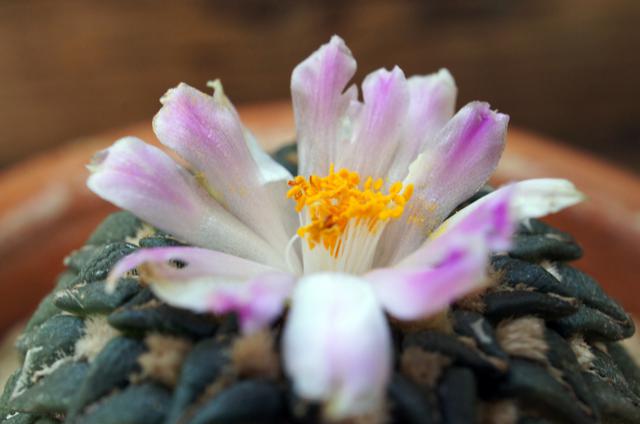 isla del pescado - Ariocarpus kotschoubeyanus var. macdowellii-姫牡丹（赤花）