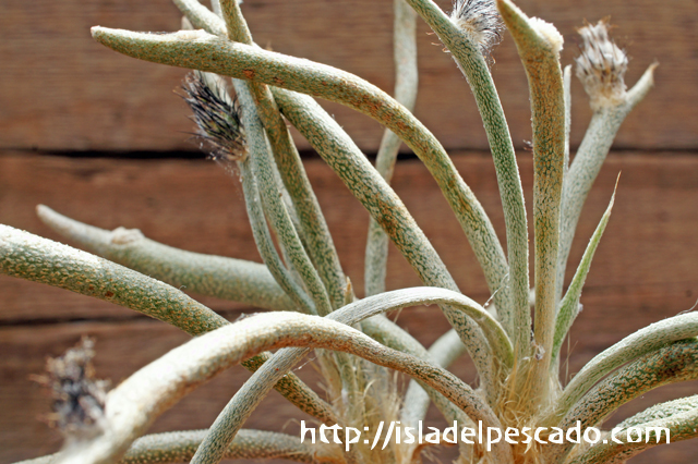 アストロフィツム　カプトメデューサ　実生株 isla del pescado - Astrophytum caput-medusae-アストロフィツム