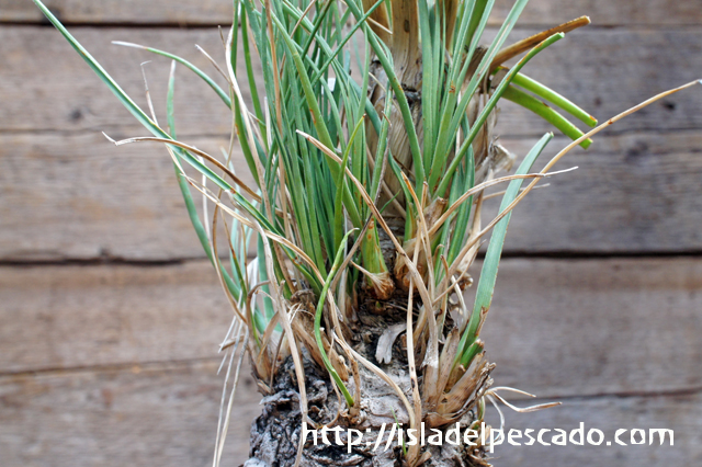isla del pescado - Beaucarnea gracilis-ボーカルネア・グラキリス