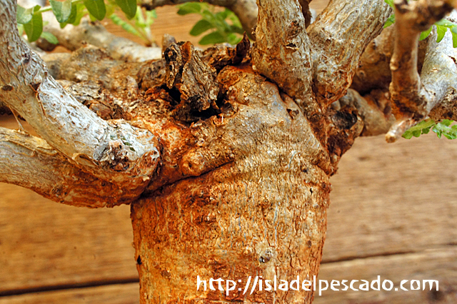 isla del pescado - Boswellia neglecta-ボスウェリア・ネグレクタ isla del pescado - Boswellia neglecta-ボスウェリア・ネグレクタ