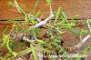 Boswellia neglecta ボスウェリア・ネグレクタ image_5
