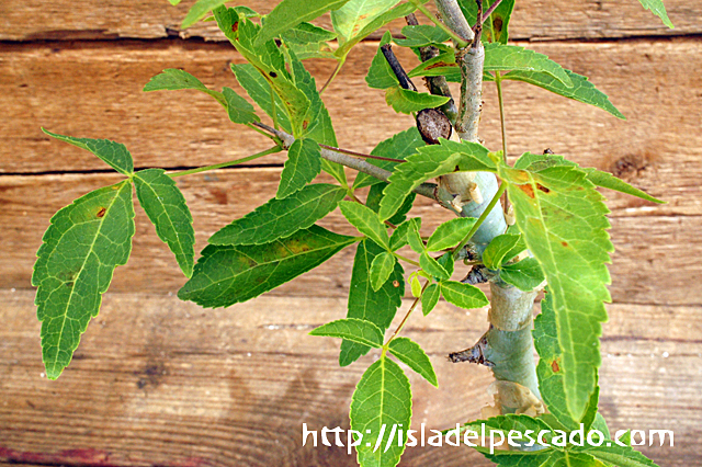 isla del pescado - Commiphora eminii-コンミフォラ・エミニー