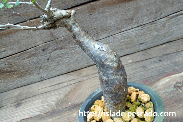 isla del pescado - Commiphora fraxinifolia-コンミフォラ isla del pescado - Commiphora fraxinifolia-コンミフォラ