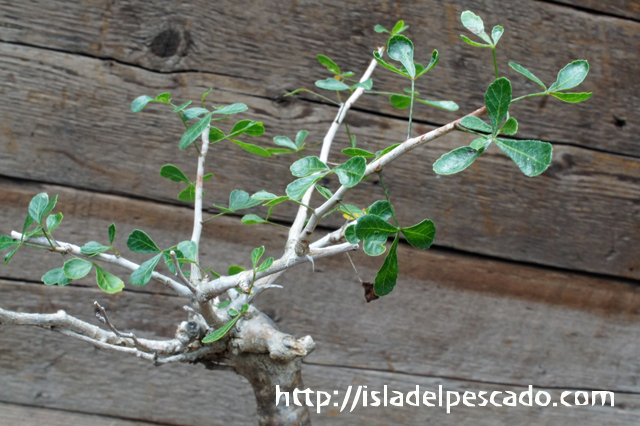 isla del pescado - Commiphora fraxinifolia-コンミフォラ・フラキシニフォリア