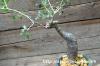Commiphora fraxinifolia コンミフォラ・フラキシニフォリア image_1