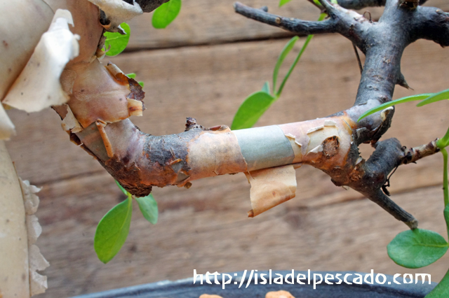 607 Commiphora kataf pure コミフォラ カタフ ピュア