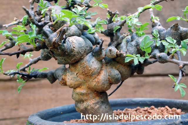 isla del pescado - Commiphora sp. 'Eyl'-コンミフォラ sp. 'Eyl'