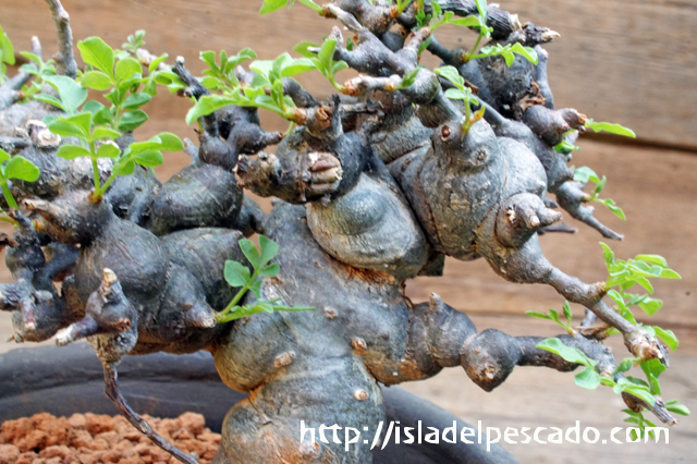 isla del pescado - Commiphora sp. 'Eyl'-コンミフォラ sp. 'Eyl'
