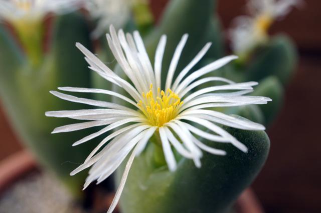 isla del pescado - Conophytum bilobum -コノフィツム・ビロブム