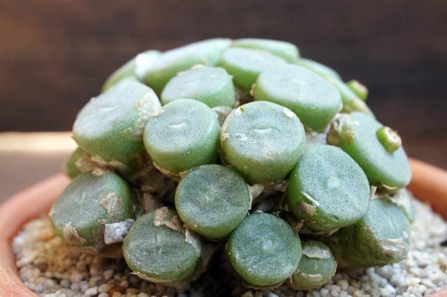 isla del pescado - Conophytum bolusiae -コノフィツム・ボルシアエ