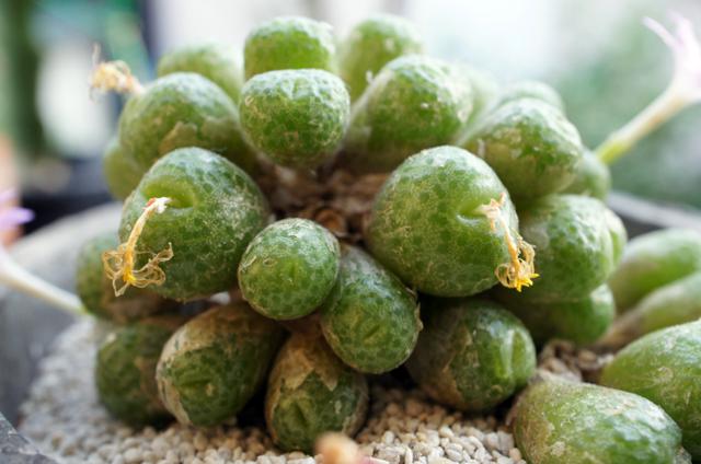 isla del pescado - Conophytum fulleri-コノフィツム・フーレリー