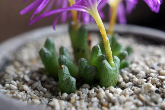 多肉植物 メセン コノフィツム ヤンギー youngii - メルカリ