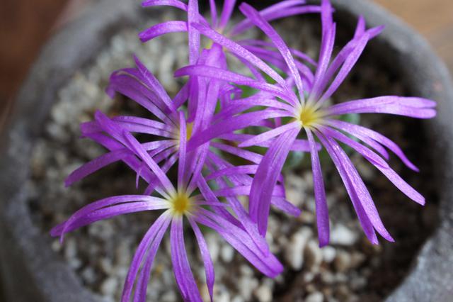 isla del pescado - Conophytum luckhoffii-コノフィツム isla del pescado - Conophytum luckhoffii-コノフィツム