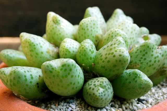 isla del pescado - Conophytum marginatum var. karamoepense