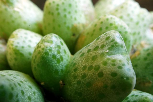 isla del pescado - Conophytum marginatum var. karamoepense