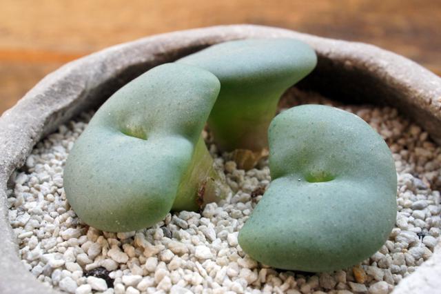 isla del pescado - Conophytum middlemostii-コノフィツム・ミッド