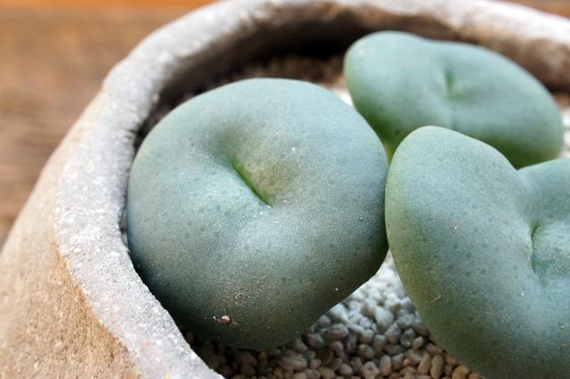 isla del pescado - Conophytum middlemostii-コノフィツム・ミッド