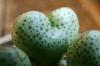 Conophytum taylorianum ssp. ernianum コノフィツム・タイロリアナム 亜種 エルニアナム image_4