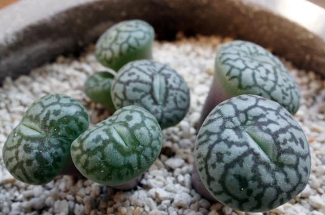 isla del pescado - Conophytum wittebergense-コノフィツム・ウィッテベルゲンセ