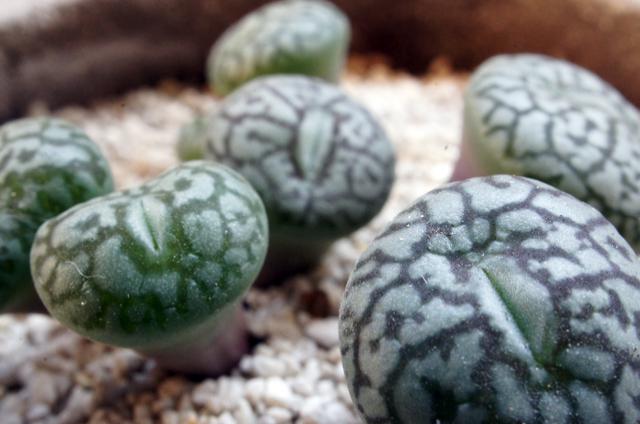 isla del pescado - Conophytum wittebergense-コノフィツム