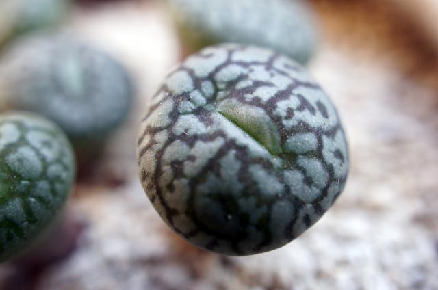 isla del pescado - Conophytum wittebergense-コノフィツム・ウィッテベルゲンセ