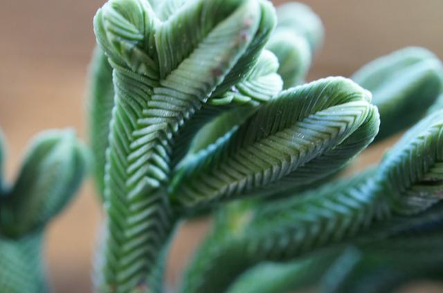 isla del pescado - Crassula pyramidalis-緑塔