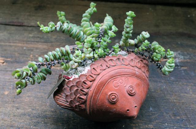 Crassula rupestris 寿珠玉