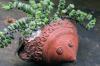 Crassula rupestris 寿珠玉 image_2