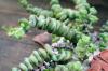 Crassula rupestris 寿珠玉 image_3