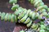 Crassula rupestris 寿珠玉 image_4