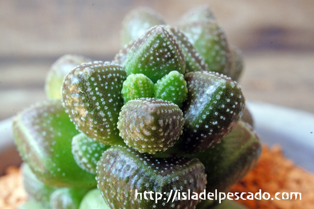 isla del pescado - Crassula sericea var. hottentotta-クラッスラ・ホッテントッタ