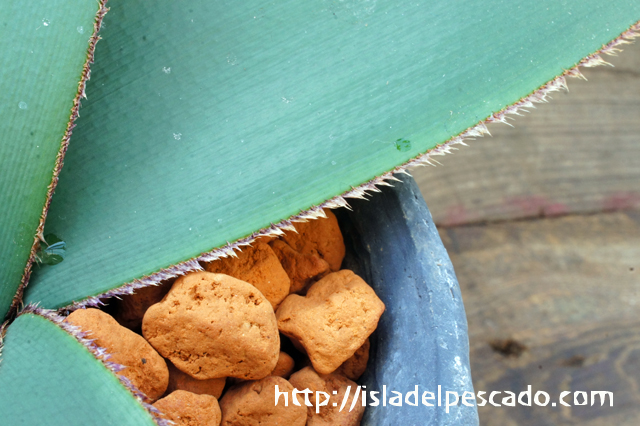 isla del pescado - Crossyne guttata-クロッシネ・グッタタ