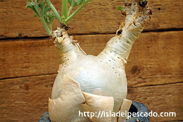 isla del pescado - Cyphostemma betiforme-キフォステンマ isla del pescado - Cyphostemma betiforme-キフォステンマ