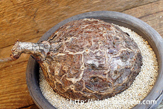 isla del pescado - Cyphostemma pachypus-キフォステンマ・パキプス isla del pescado - Cyphostemma pachypus-キフォステンマ・パキプス