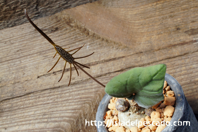 Dorstenia barnimiana ドルステニア・バルミニアナ