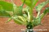 Dorstenia foetida f. variegata ドルステニア・フォエチダ錦 image_5