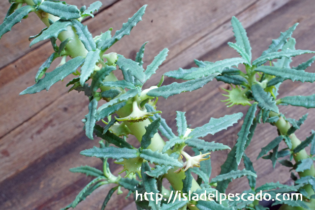 isla del pescado - Dorstenia hildebrandtii f. crispum