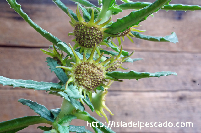 isla del pescado - Dorstenia hildebrandtii f. crispum